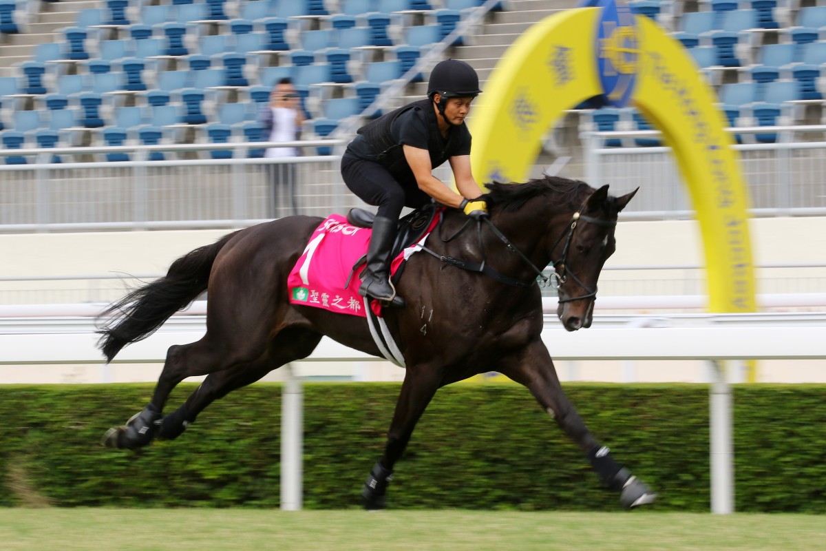 Sacred Capital gallops at Sha Tin on Thursday morning. Photos: Kenneth Chan