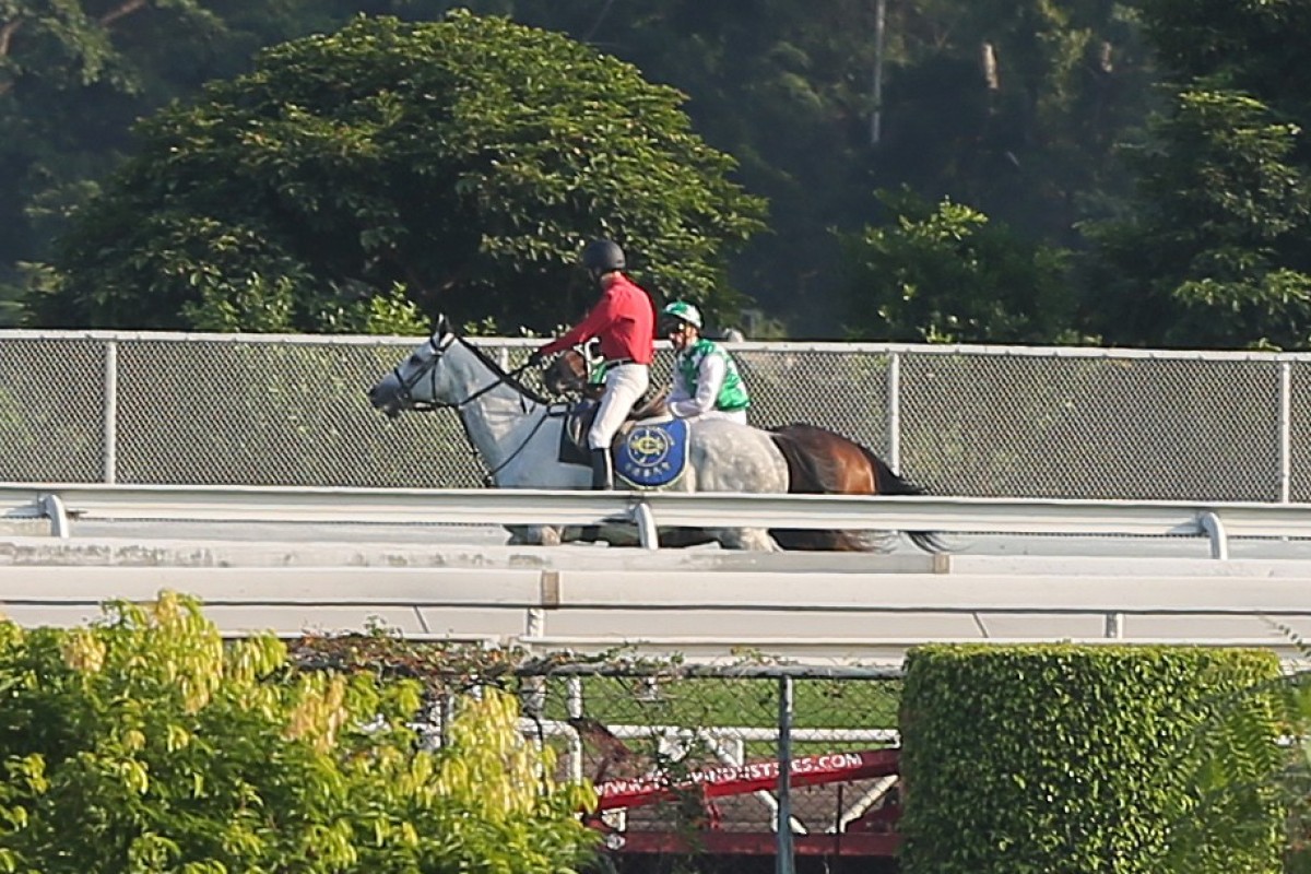 Pakistan Star is attended to after stopping mid-race. Photos: Kenneth Chan