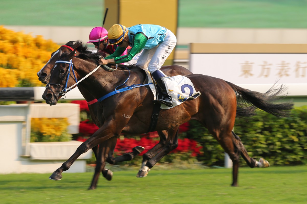 Rise High wins at Group Two level at Sha Tin in October. Photo: Kenneth Chan
