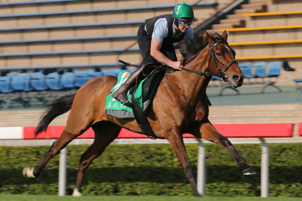 True Self gallops on the turf at Sha Tin on Tuesday morning. Photos: Kenneth Chan