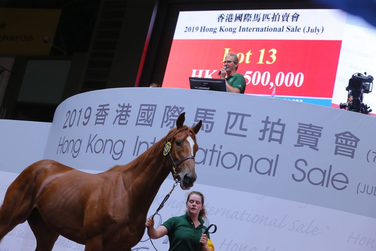 A horse goes through the Hong Kong International Sale in July. Photos: Kenneth Chan