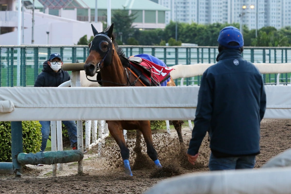 Jimmy Ting looks on as Amazing Star breaks loose after throwing Zac Purton off during track work. Photos: Kenneth Chan