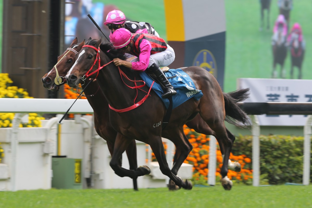 Waikuku wins the Group One Stewards' Cup in January. Photos: Kenneth Chan