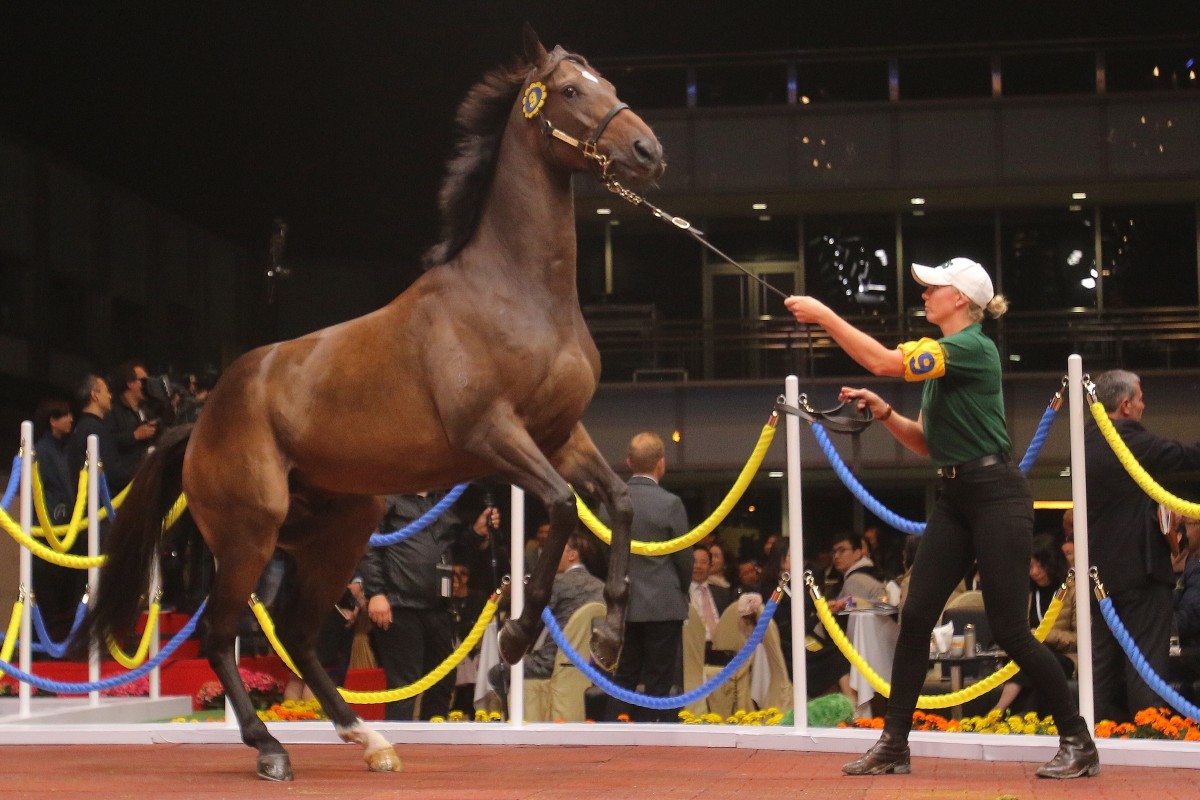 A horse goes under the hammer at the Hong Kong International Sale at Sha Tin in 2019. Photos: Kenneth Chan