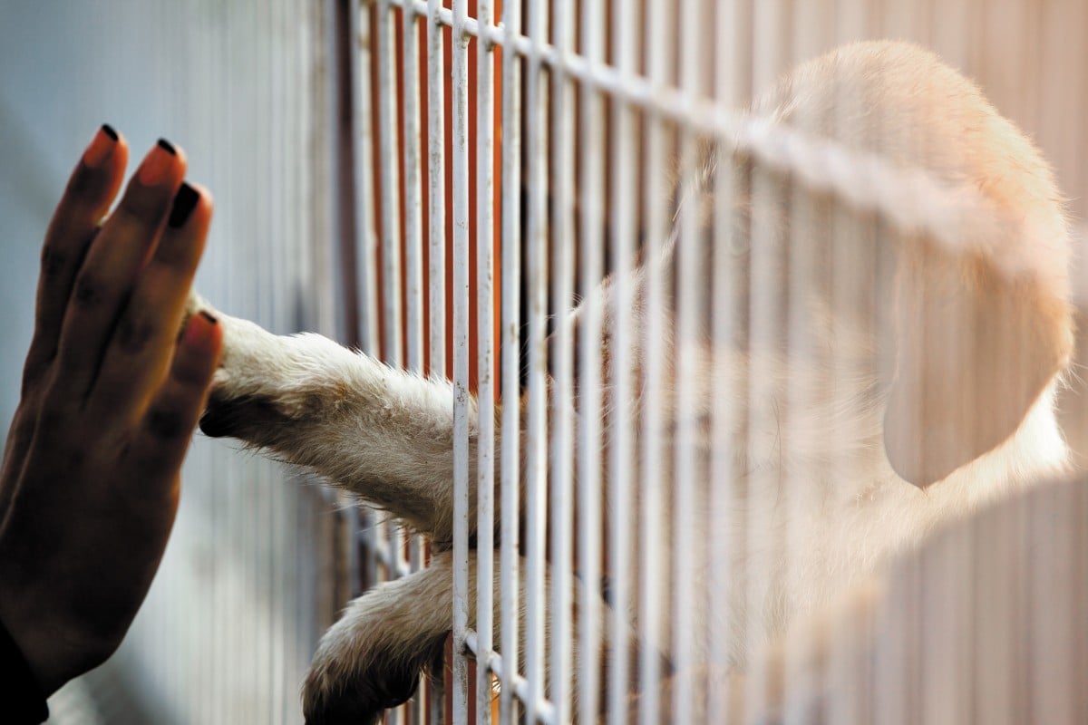 Adopting a pet gives an animal who may have had a tough life a second chance.