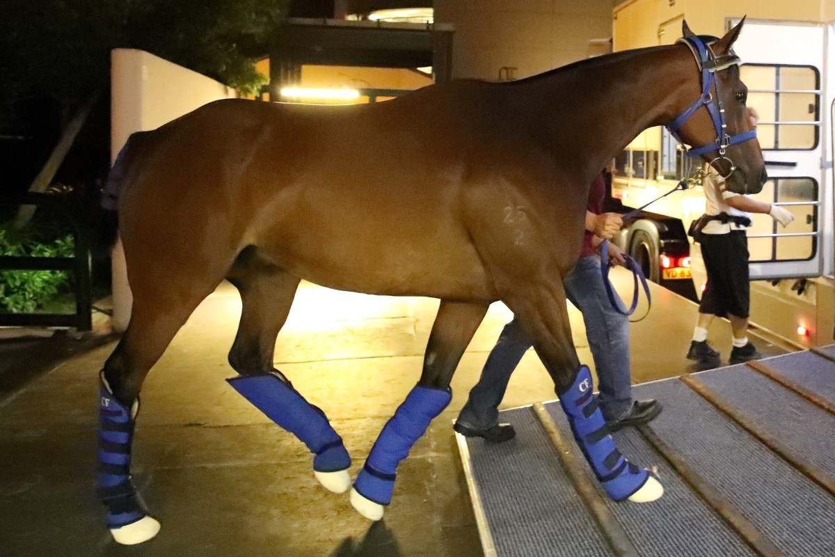 Monday’s shipment of horses is the first to arrive in Hong Kong since March 13. Photos: Kenneth Chan
