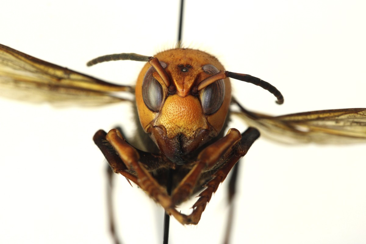 The world's largest hornet, a 2-inch long killer with an appetite for honey bees, has been found in Washington state and entomologists are making plans to wipe it out. Dubbed the "Murder Hornet" by some, the Asian giant hornet has a sting that could be fatal to some humans. It is just now starting to emerge from hibernation. (Quinlyn Baine/Washington State Department of Agriculture via AP)