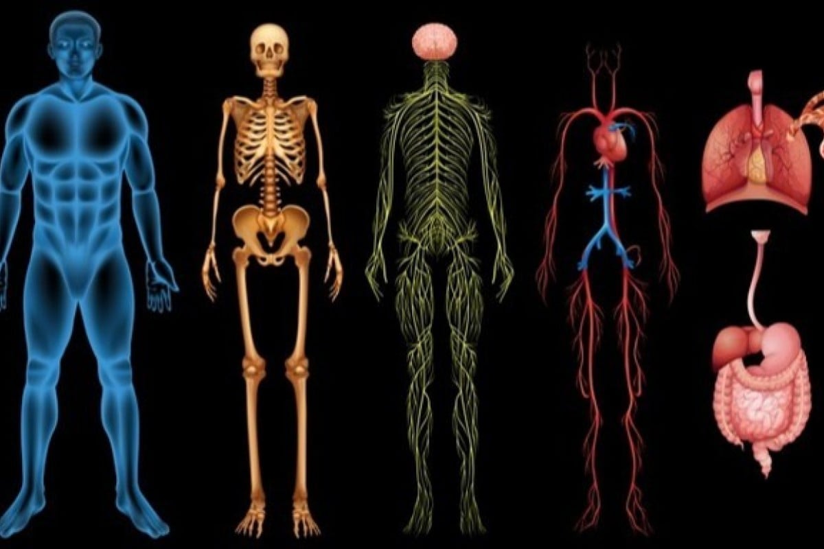 Human systems such as the circulatory and digestive systems, could appear.