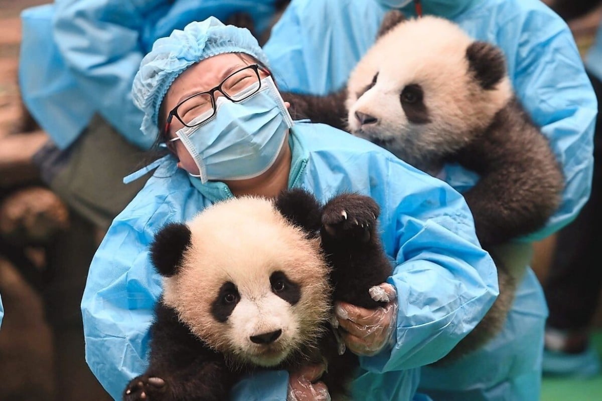 Giant panda cubs and their keepers attend an event to celebrate upcoming Chinese New Year in Chengdu Research Base of Giant Panda Breeding in Chengdu, capital city of southwest China's Sichuan Province.(Xinhua/Xue Yubin)