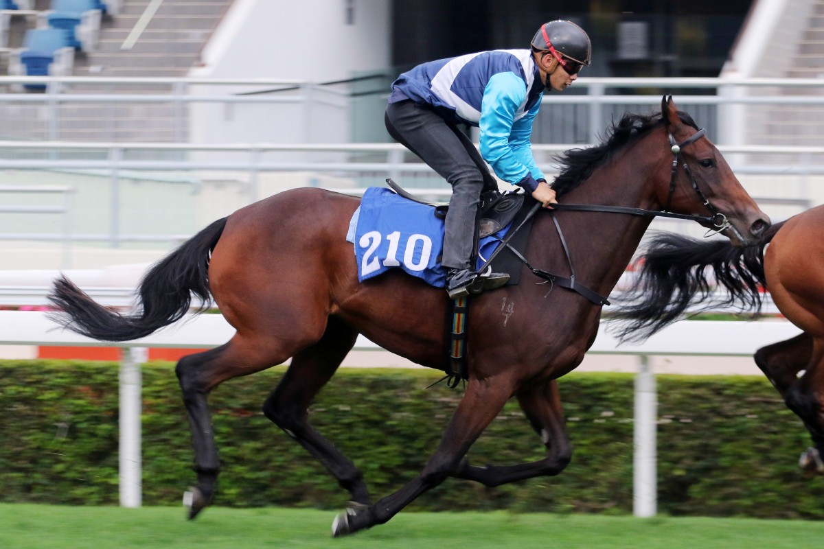 Tinker Belle trials at Sha Tin ahead of her Hong Kong debut. Photos: Kenneth Chan
