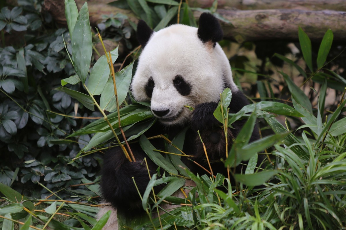Panda Le Le is seen at Ocean Park. 02FEB17 SCMP / Xiaomei Chen