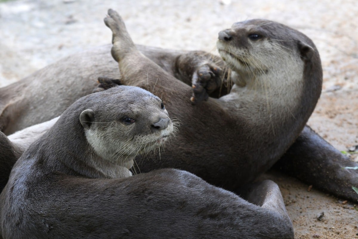 Singapore's otters, long adored by the city-state's nature lovers, are popping up in unexpected places during the coronavirus lockdown, but their antics have angered some and even sparked calls for a cull. (Photo: AFP)