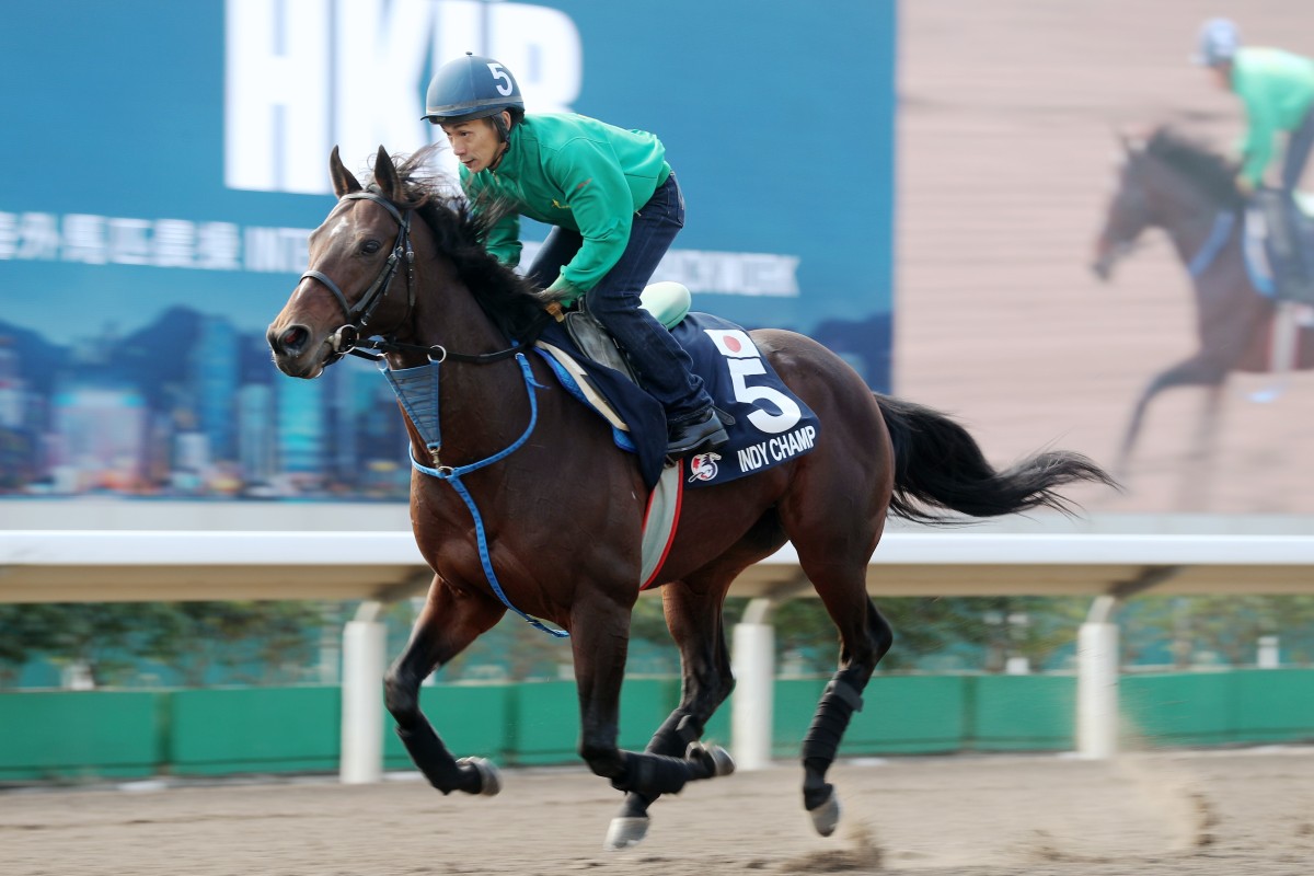 Indy Champ works at Sha Tin ahead of his run in December’s Hong Kong Mile. Photos: Kenneth Chan