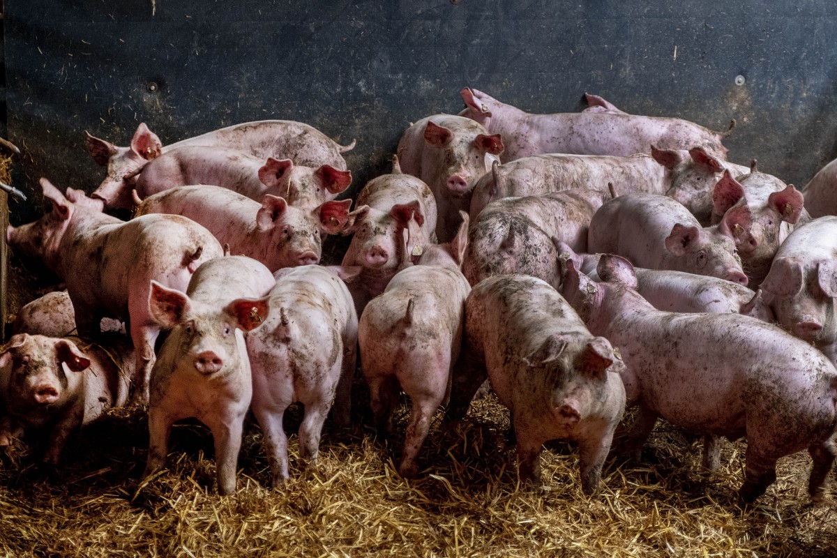 Pigs are seen in a shed of a pig farm with 800 pigs in Harheim near Frankfurt, Germany, Friday, June 19, 2020. The pigs are sold to local butchers and slaughtered there. (AP Photo/Michael Probst)