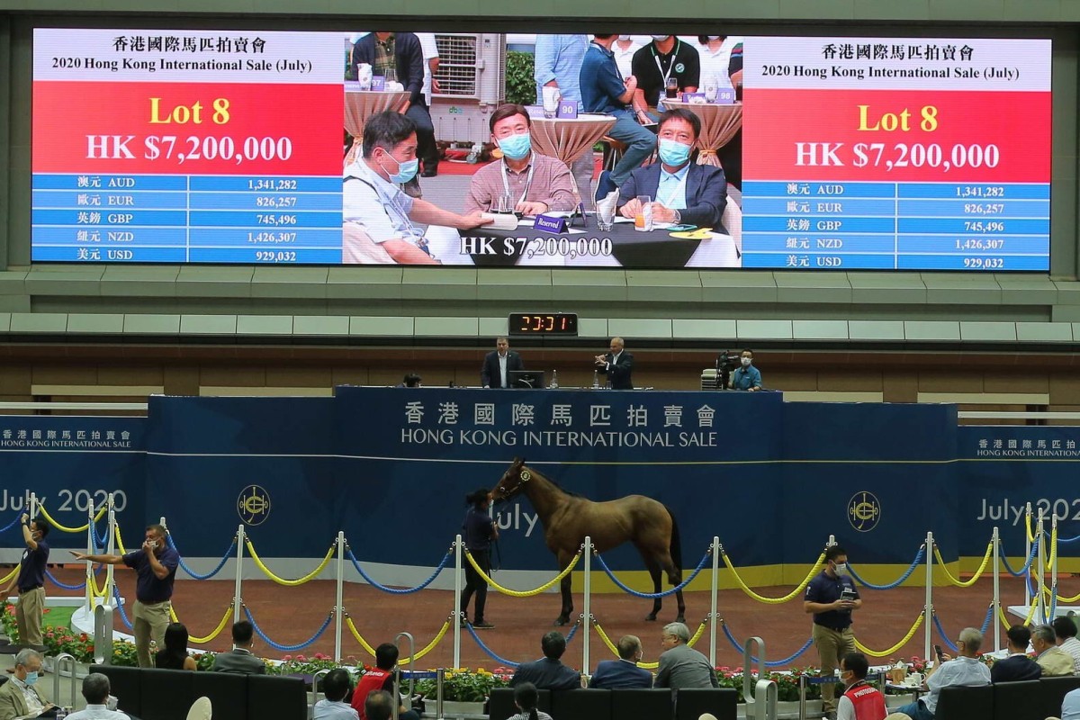 Lot 8 goes under the hammer for HK$7.2 million at Friday night’s Hong Kong International Sale (July) at Sha Tin. Photo: Kenneth Chan