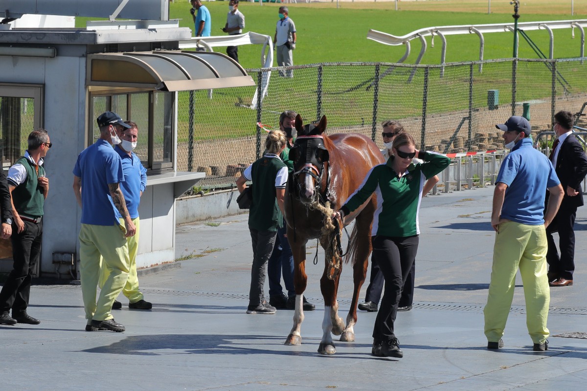 Apolar Warrior is captured after running through the rail and a fence at Sha Tin on Sunday. Photos: Kenneth Chan