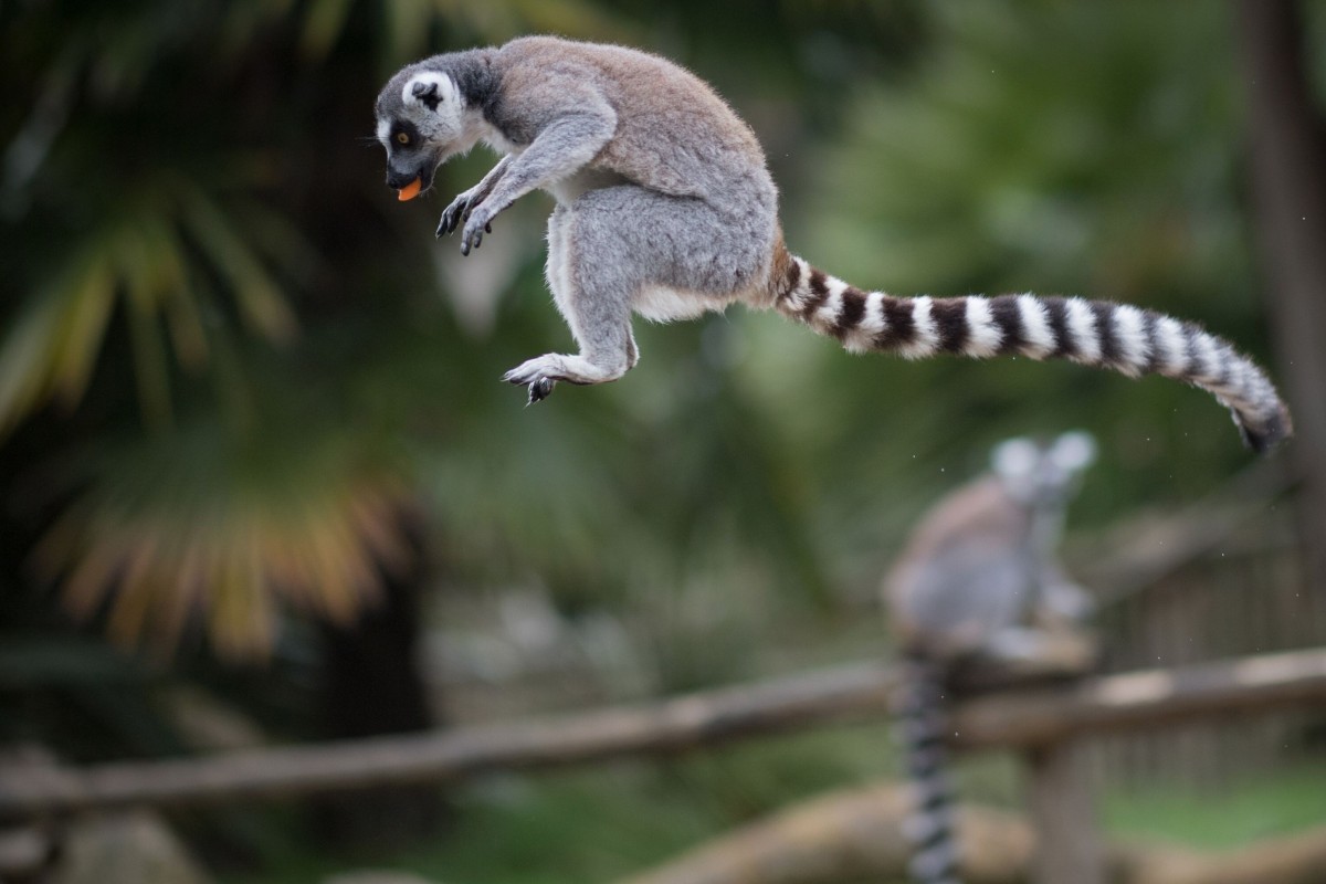 Almost all species of lemur face extinction. Photo: AFP