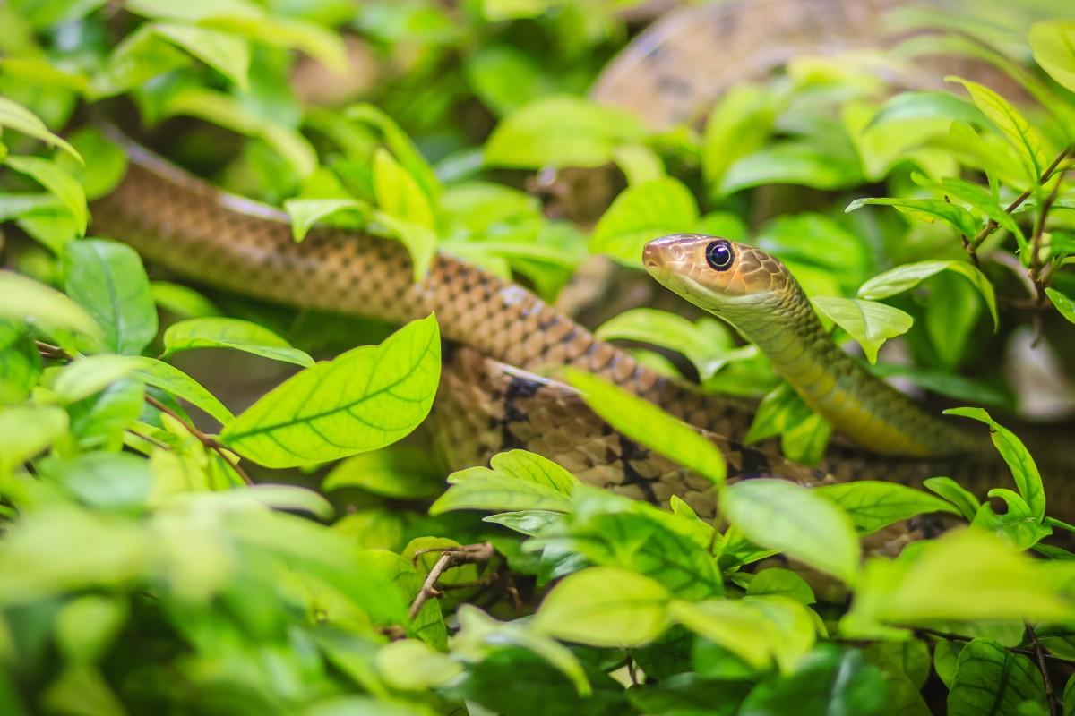 Happy World Snake Day! Here's some fun facts about our scaly friends.