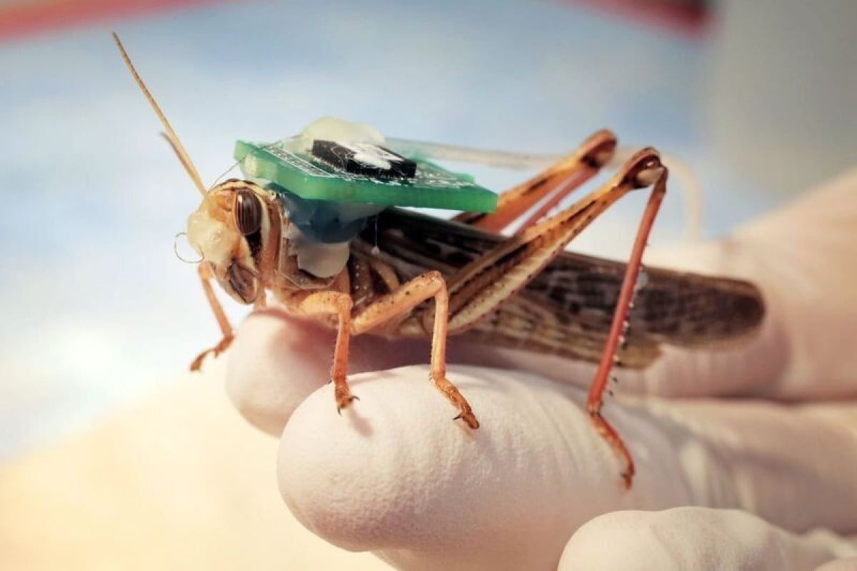 A ‘cyborg’ locust fitted with sensors to record its brain activity. Photo: Raman Lab