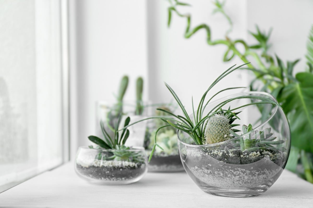 Succulents are easier to take care of than other plants, but they still require some care.
