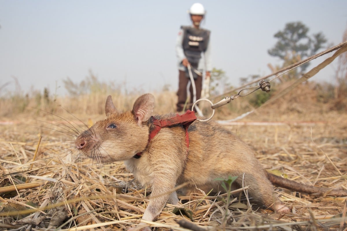 The charity Apopo trains rats for mine clearing. Photo: Apopo