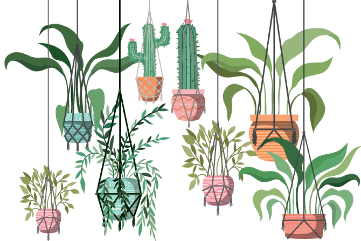 Make use of the space above your head to create a green sanctuary.