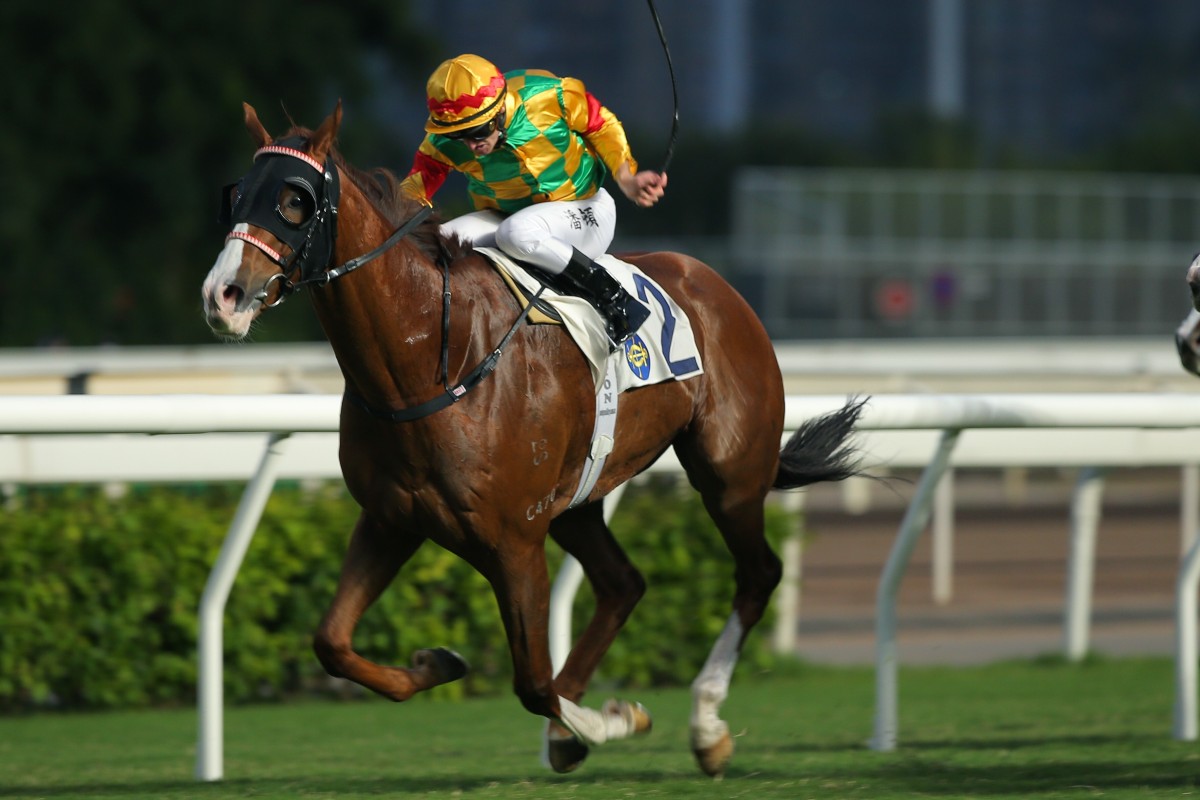 Mighty Giant digs deep to salute at Sha Tin on Saturday afternoon. Photos: Kenneth Chan
