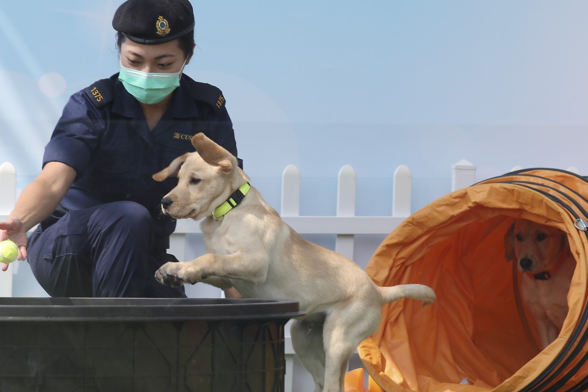 The pups are being put through their paces. Photo: SCMP / Xiaomei Chen