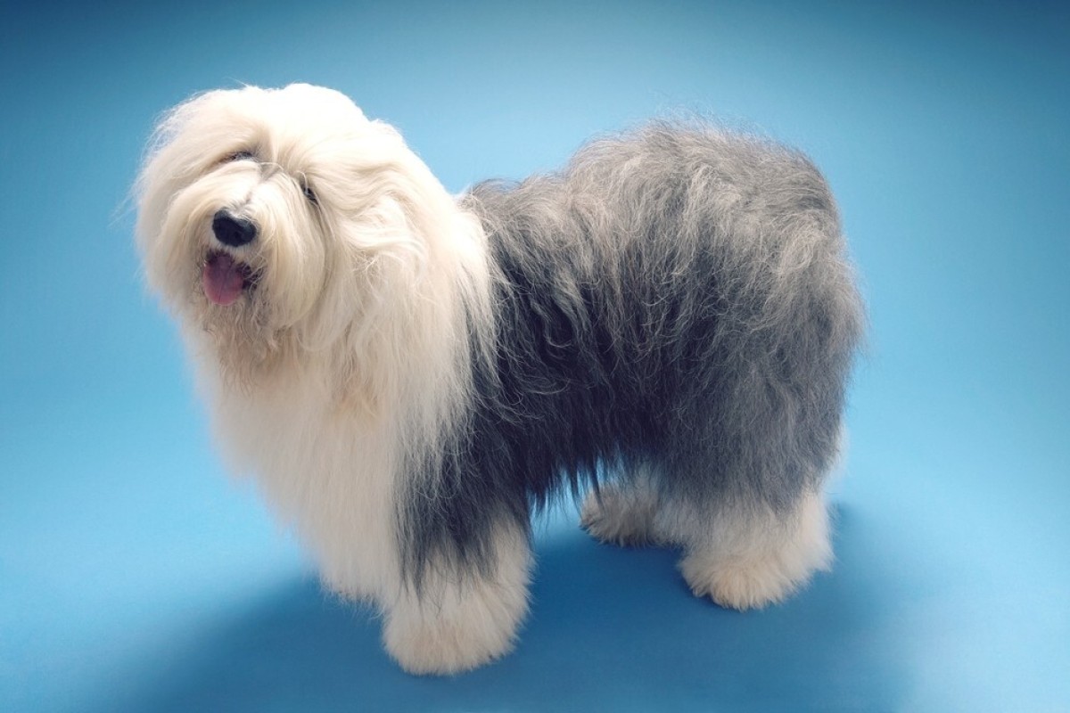 Some pets have special talents.