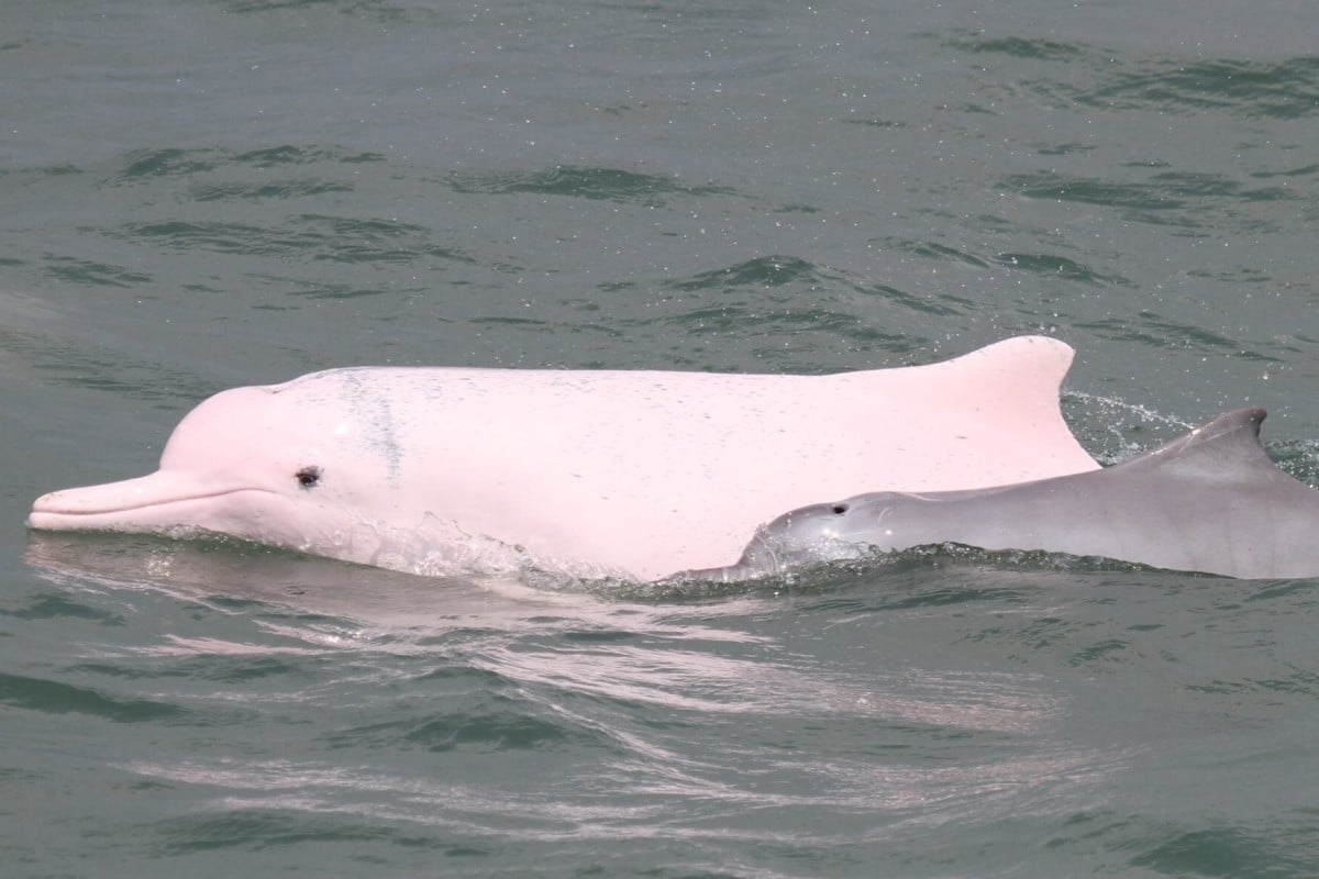 There have been more sightings of the rare dolphins in recent months. Photo: Hong Kong Dolphin Conservation Society for these photos