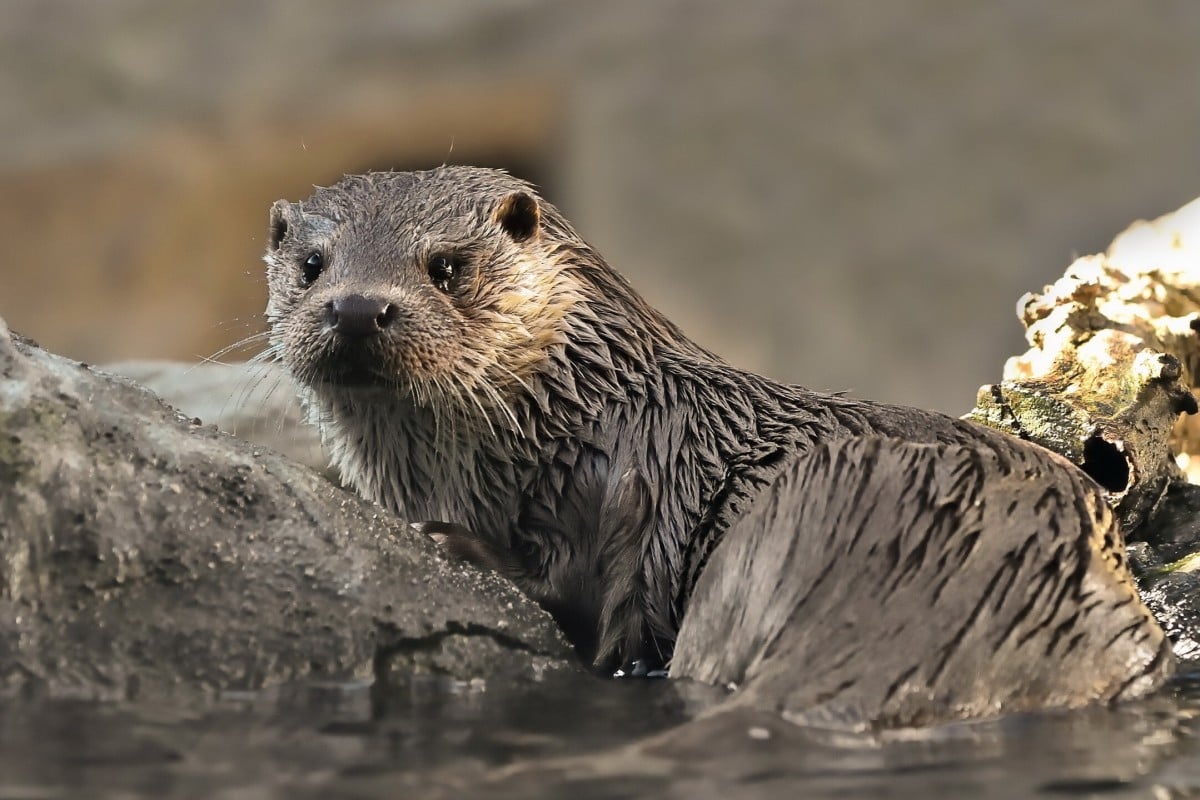 Otters in Hong Kong are notoriously hard to spot - and that's OK.