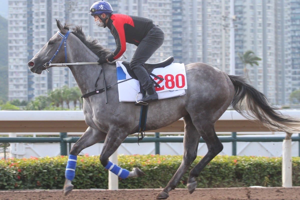 Classique Legend works quietly on the Sha Tin all-weather track. Photos: Kenneth Chan
