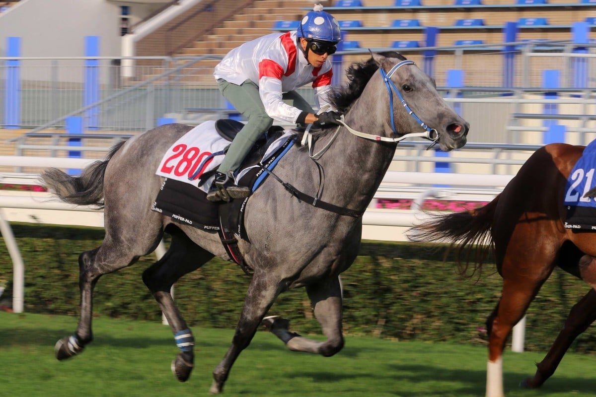 Classique Legend trials under Vincent Ho at Sha Tin on Tuesday morning. Photos: Kenneth Chan
