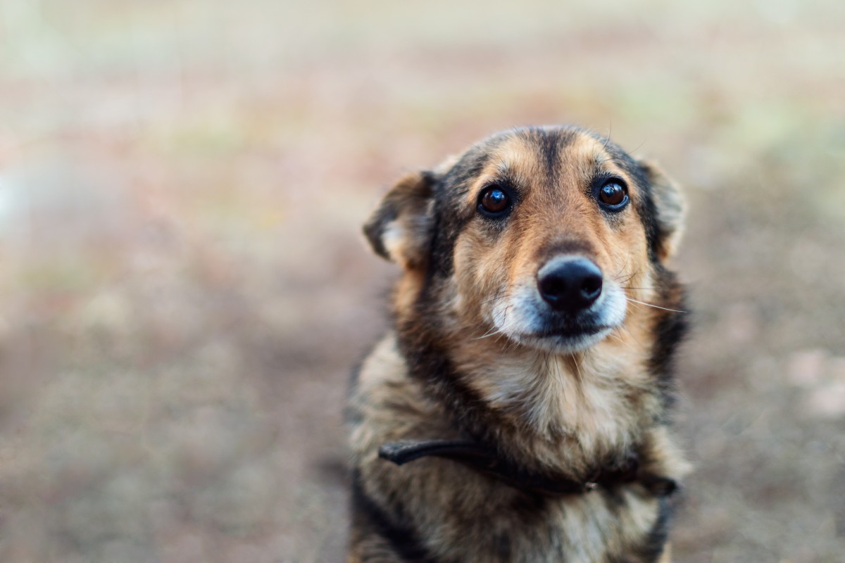 Oh no, please don't do this to your dog.