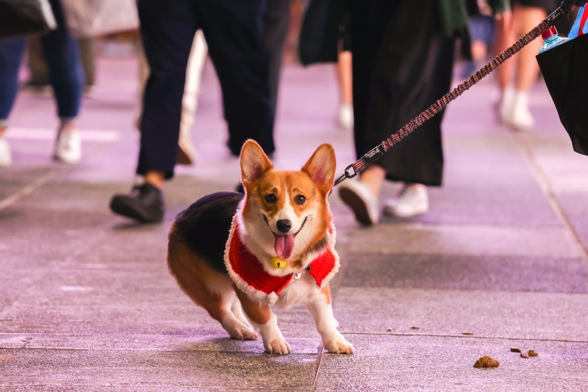 Time to wrap up, even if you have your own furry coat! Photo: SCMP / Nora Tam