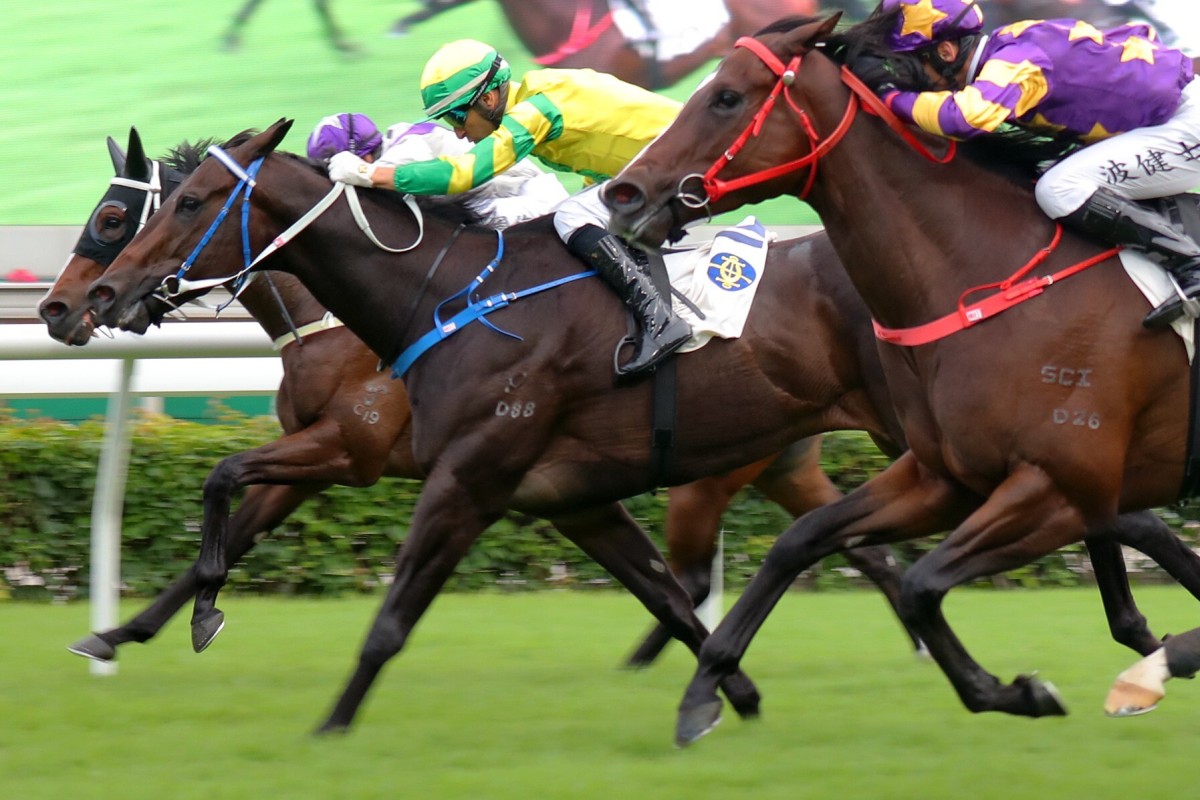 Sky Darci (yellow silks) wins the Class One Chevalier Cup at Sha Tin in November. Photos: Kenneth Chan