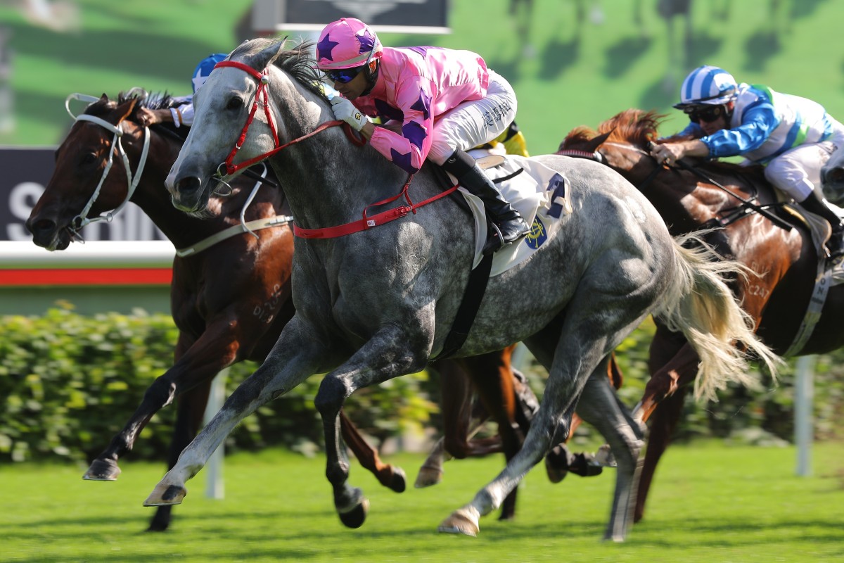 Joao Moreira guides Hot King Prawn to victory in the Group Two Jockey Club Sprint in November. Photos: Kenneth Chan