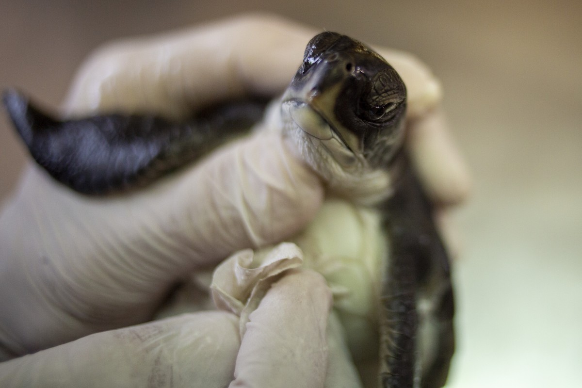 A 6-month-old green sea turtle is cleaned from tar after an oil spill in the Mediterranean Sea, at Israel's Sea Turtle Rescue Centre. Photo: AP