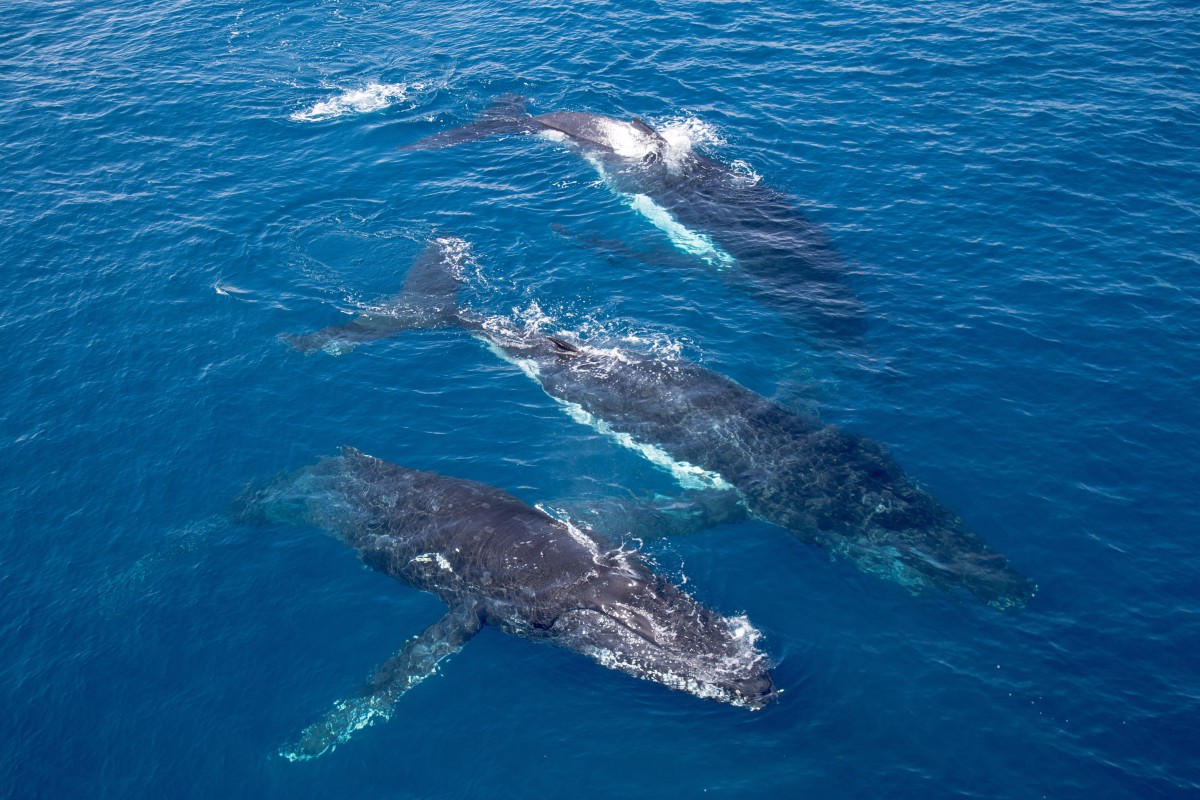 Scientists have finally figured out why one group of whales strays from its normal migration path - and it's pretty smart.
