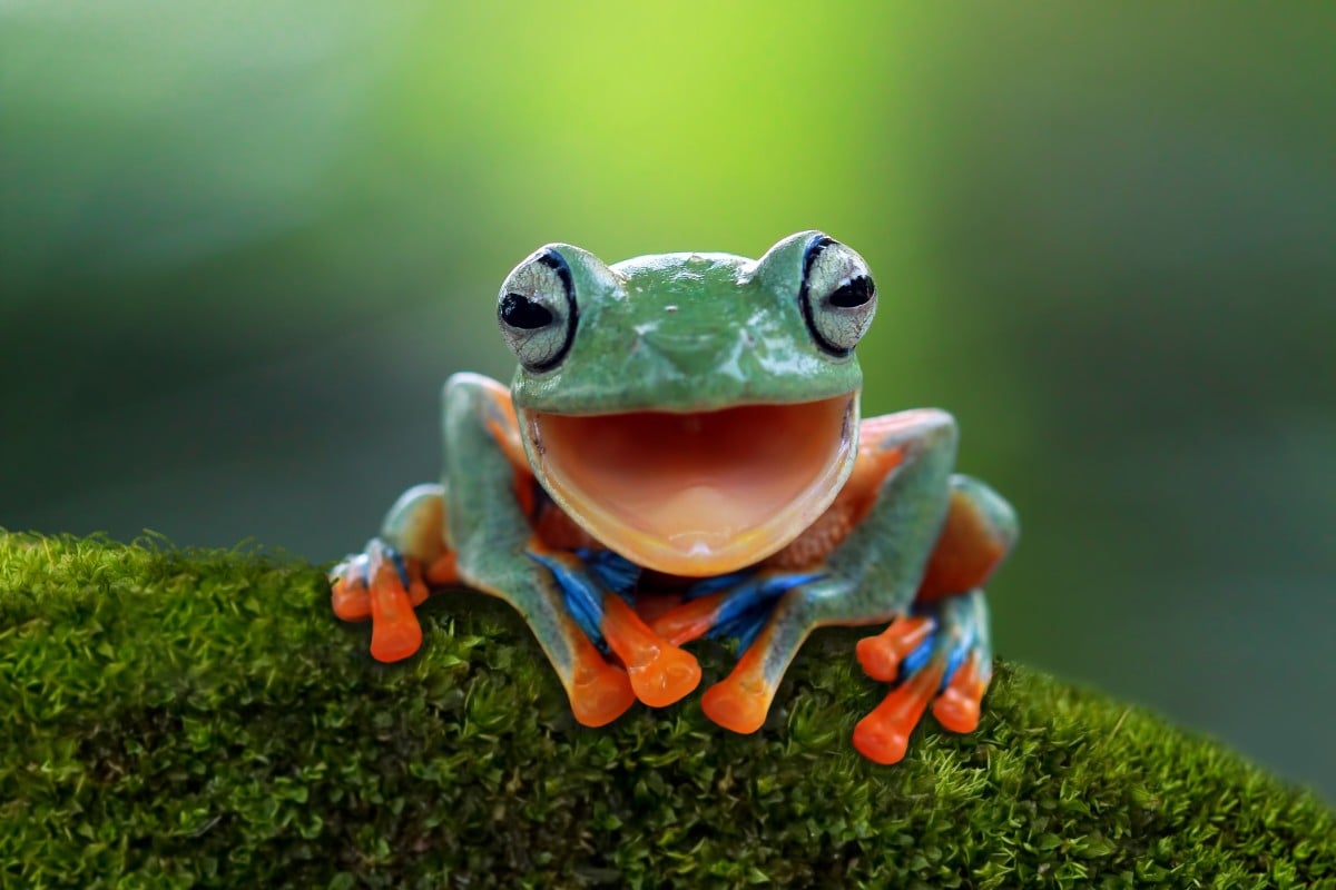 This happy little tree frog wants you to have a wonderful World Frog Day!