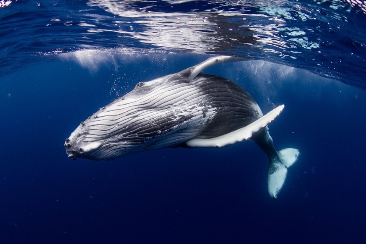 These magnificent creatures could help human health