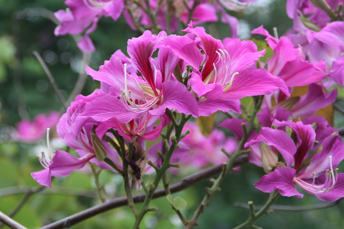 The bauhinia, also known as the Hong Kong Orchid Tree, blooms from November to March. Photo: Agriculture, Fisheries, and Conservation Department