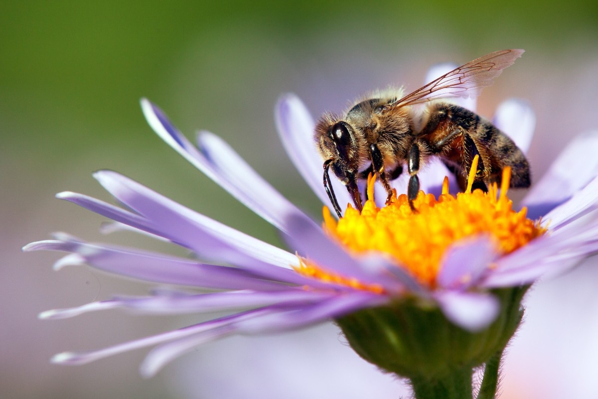 Who knew they could 'bee' so helpful?