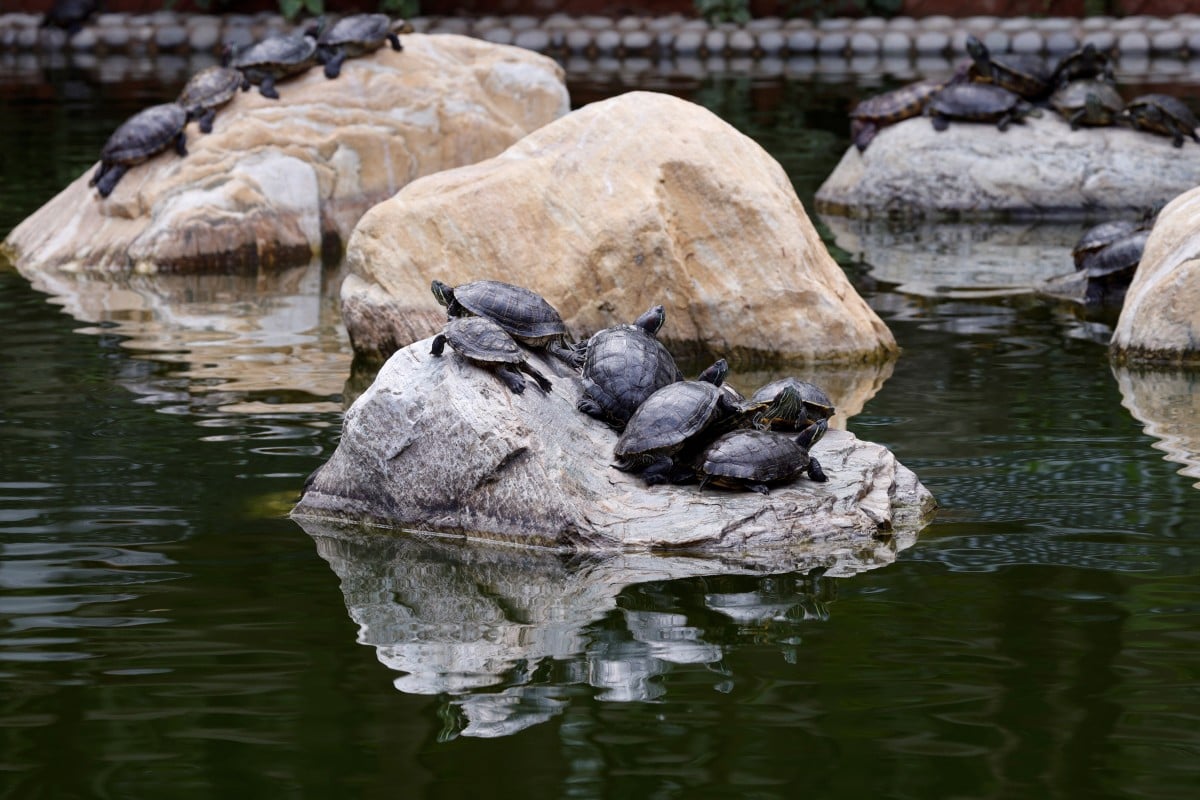 Animal concern groups have asked people to stop mercy releasing turtles and other animals into the wild, as they often get injured or die. Photo: Reuters