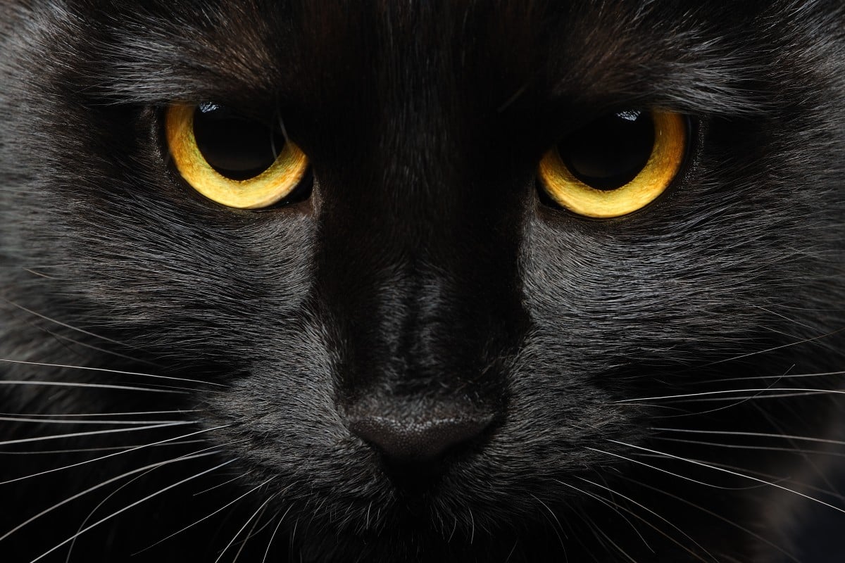This cat isn't having any of it.