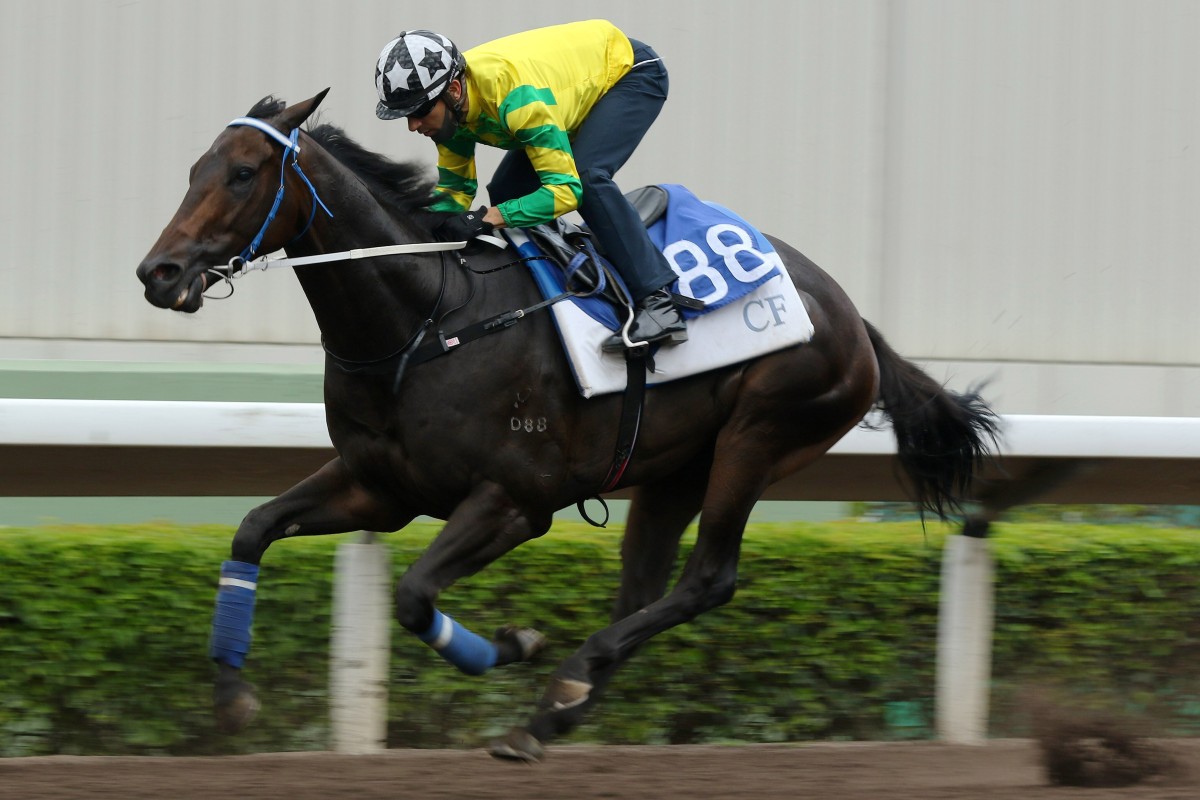 Sky Darci trials under Joao Moreira at Sha Tin on Friday morning. Photos: Kenneth Chan