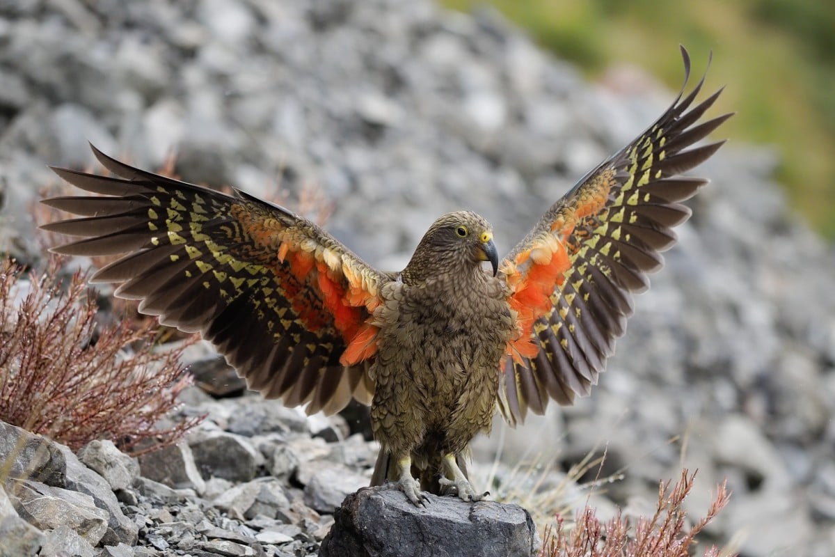 In honour of World Parrot Day, let's take a look at the kea.
