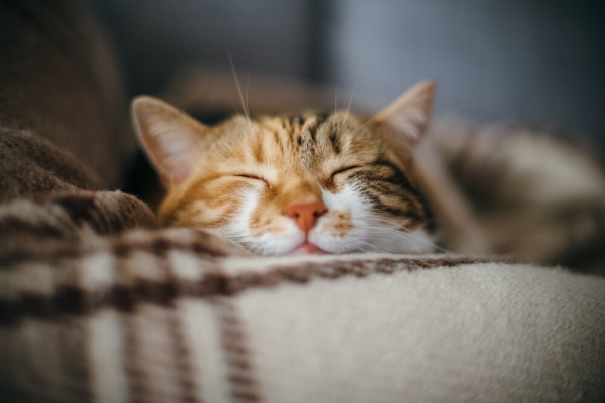 Your new cat will need some time to adjust, so make sure to be patient!