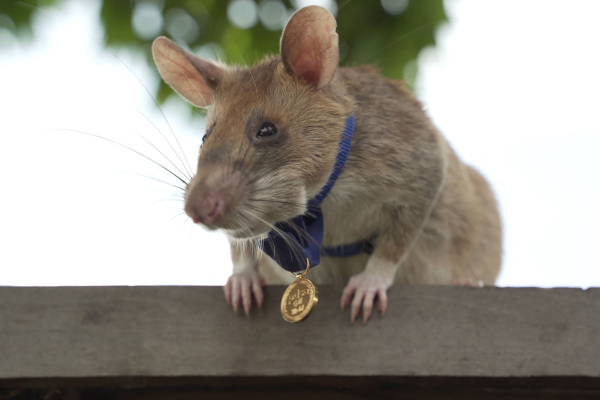 Magawa, an African giant pouched rat, wears the gold medal he received from PDSA for his work in detecting landmines in Cambodia. Photo: AFP