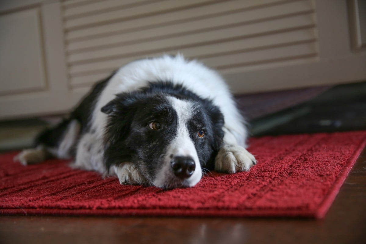 Older pets still have lots of love to give – if you'll let them.